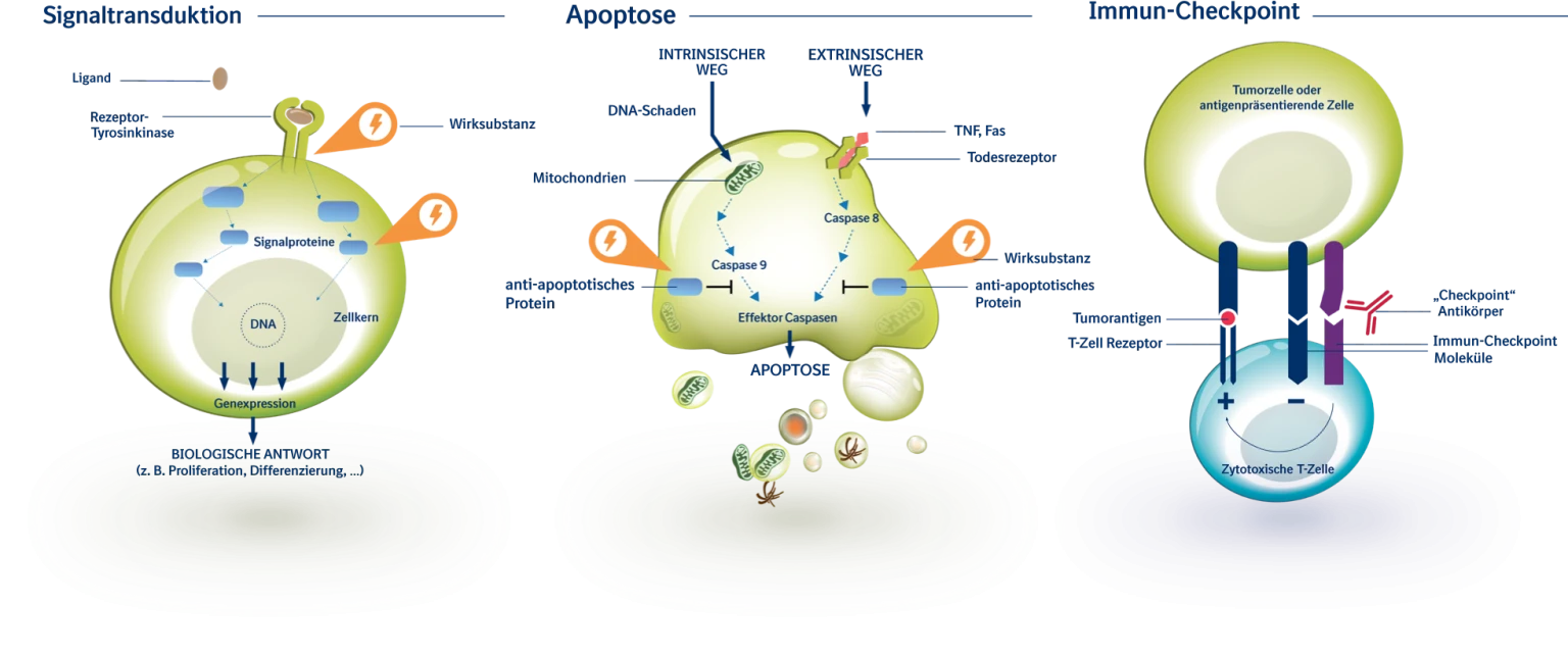 Wissenschaftliche Illustration der zellulären Prozesse Signaltransduktion, Apoptose und Immun-Checkpoint