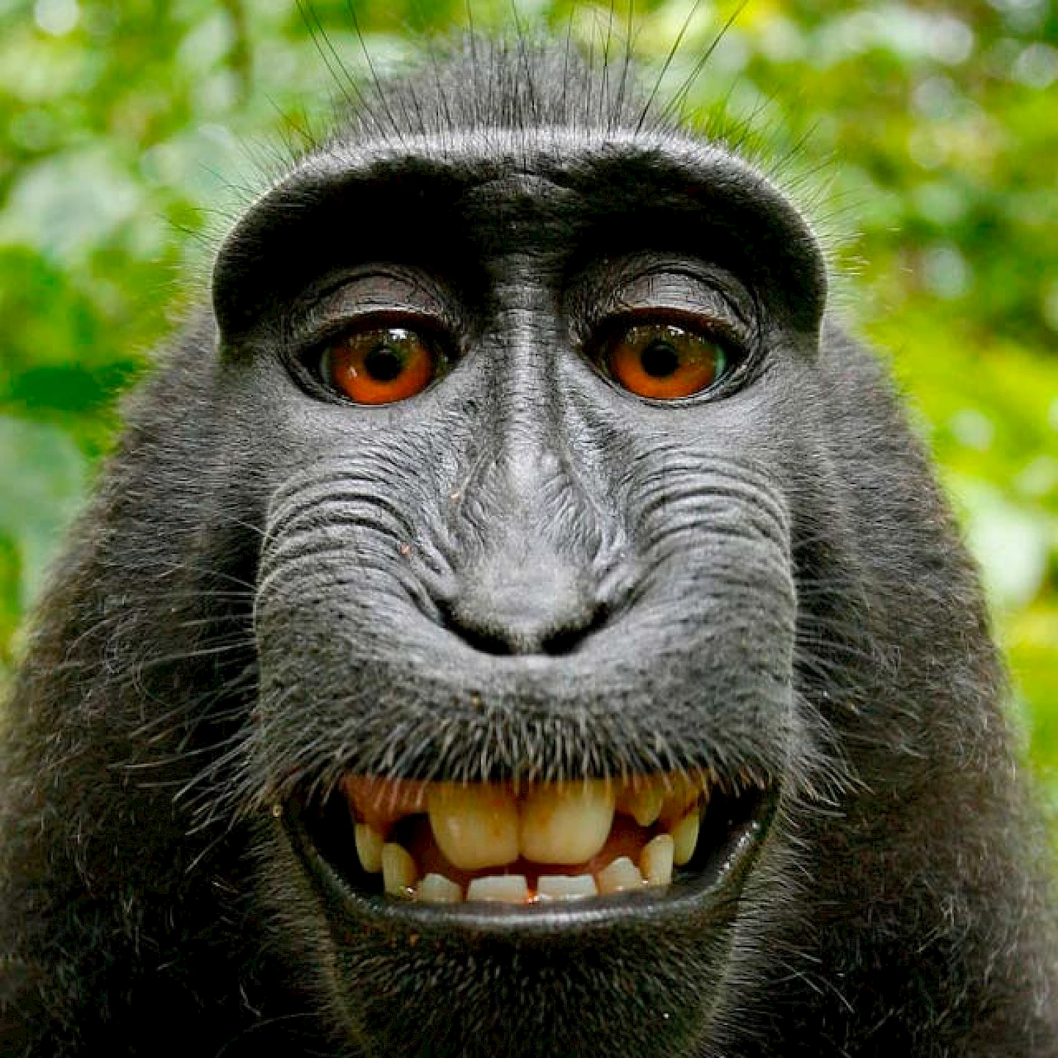 Selbstportrait eines schwarzen Affen mit breitem Grinsen und gruener Dschungelkulisse im Hintergrund